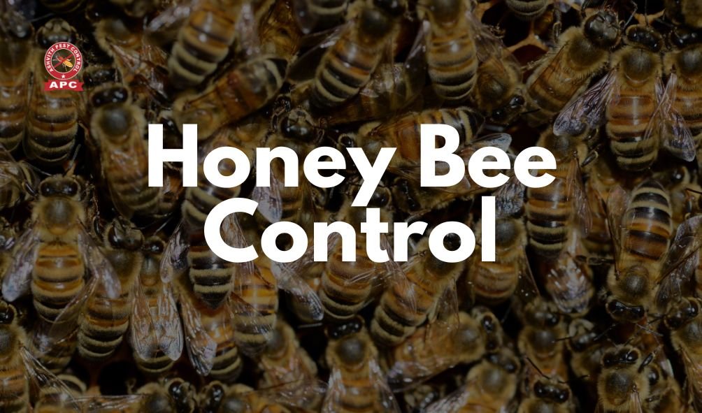 Honey Bee Control